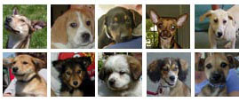 Save A Dog, Inc.