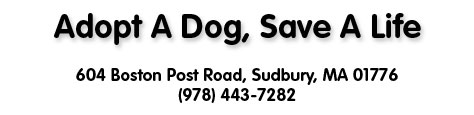 Adopt A Dog, Save A Life