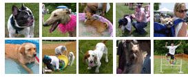 Save A Dog, Inc.