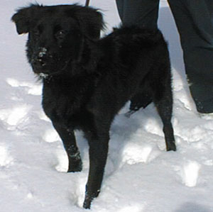 cacc-charlie