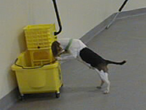 thirsty_beagle