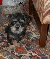 Gypsy