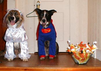 lady and aussie at halloween
