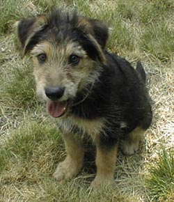 terrierpup